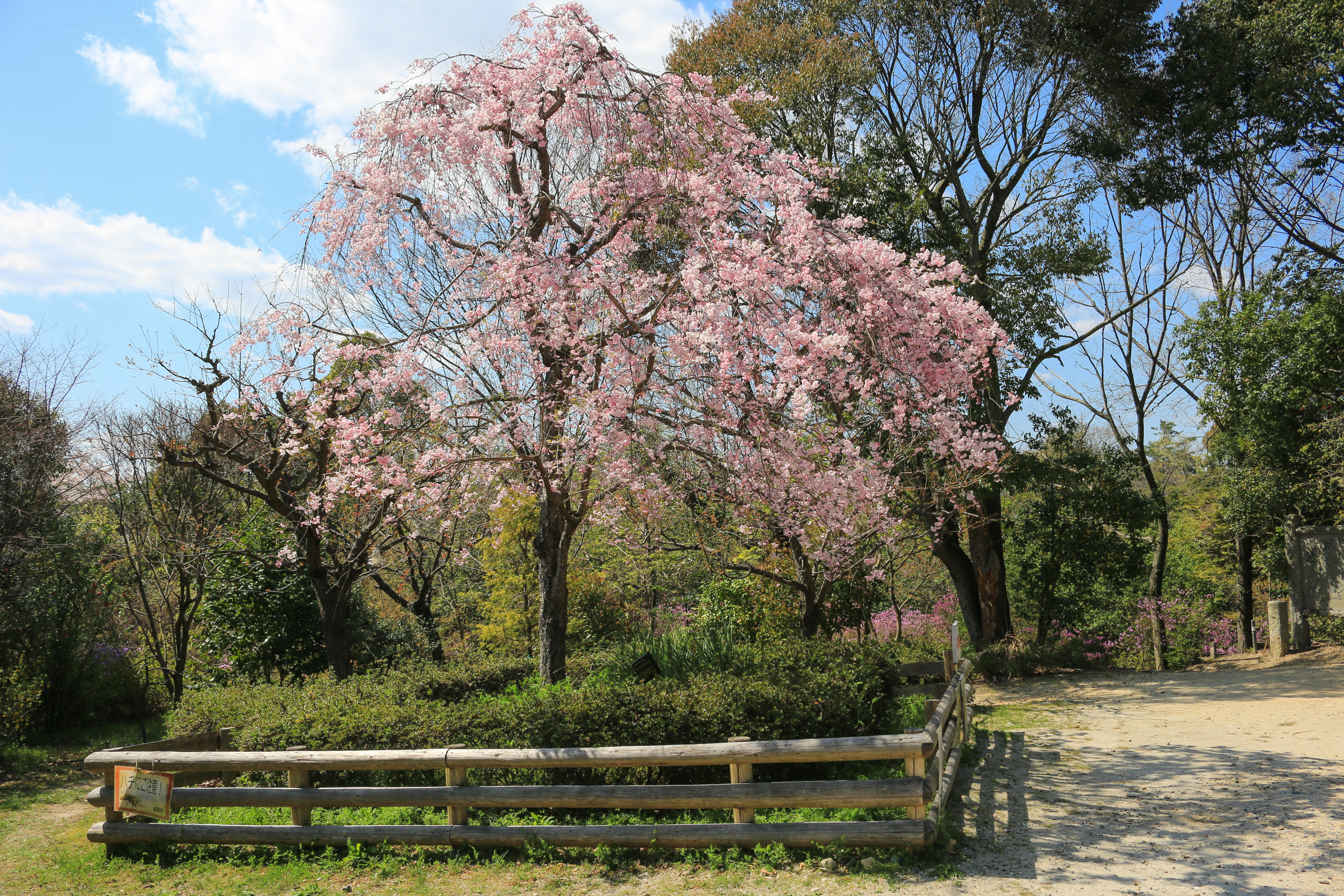 しだれ桜