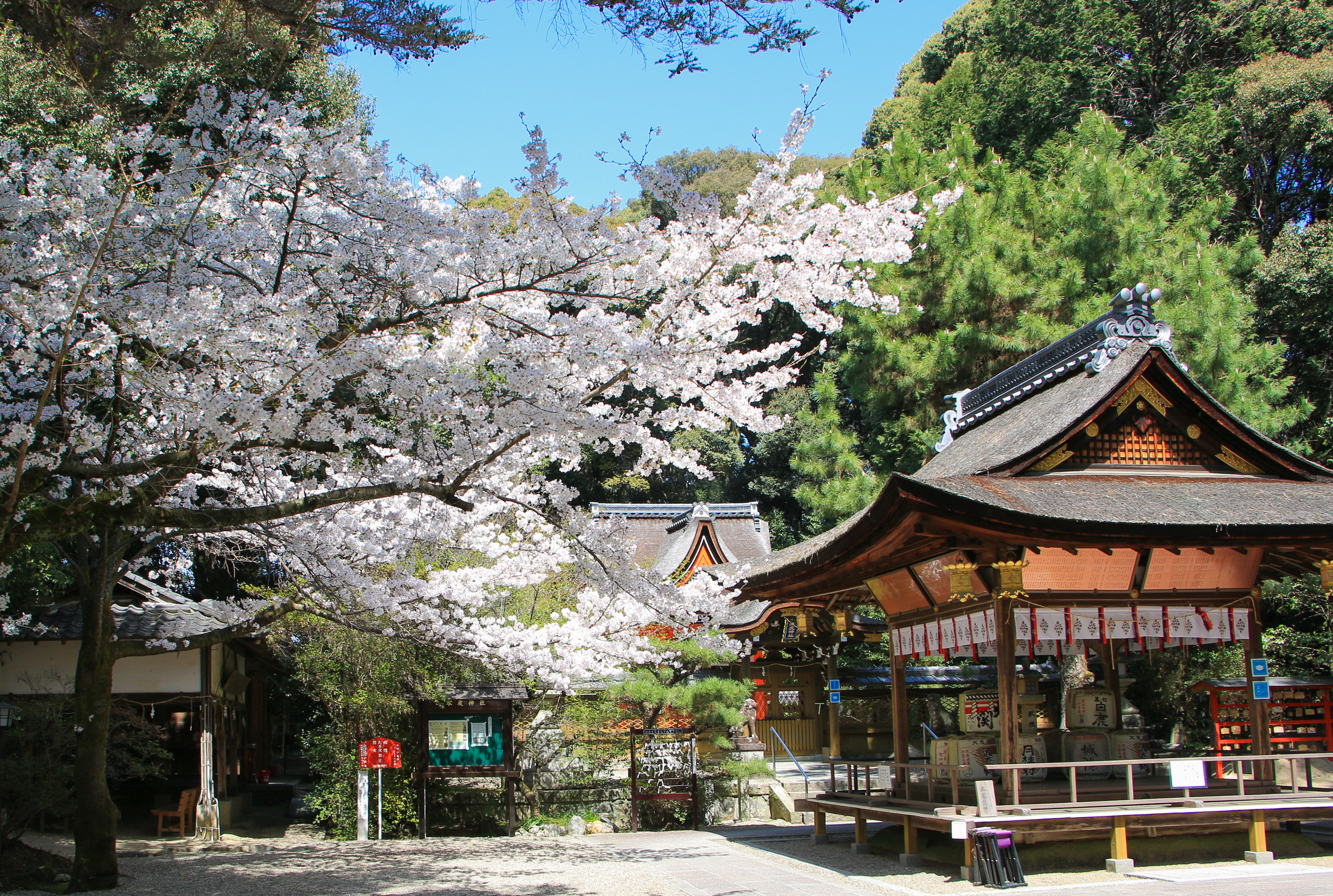 水度神社と桜