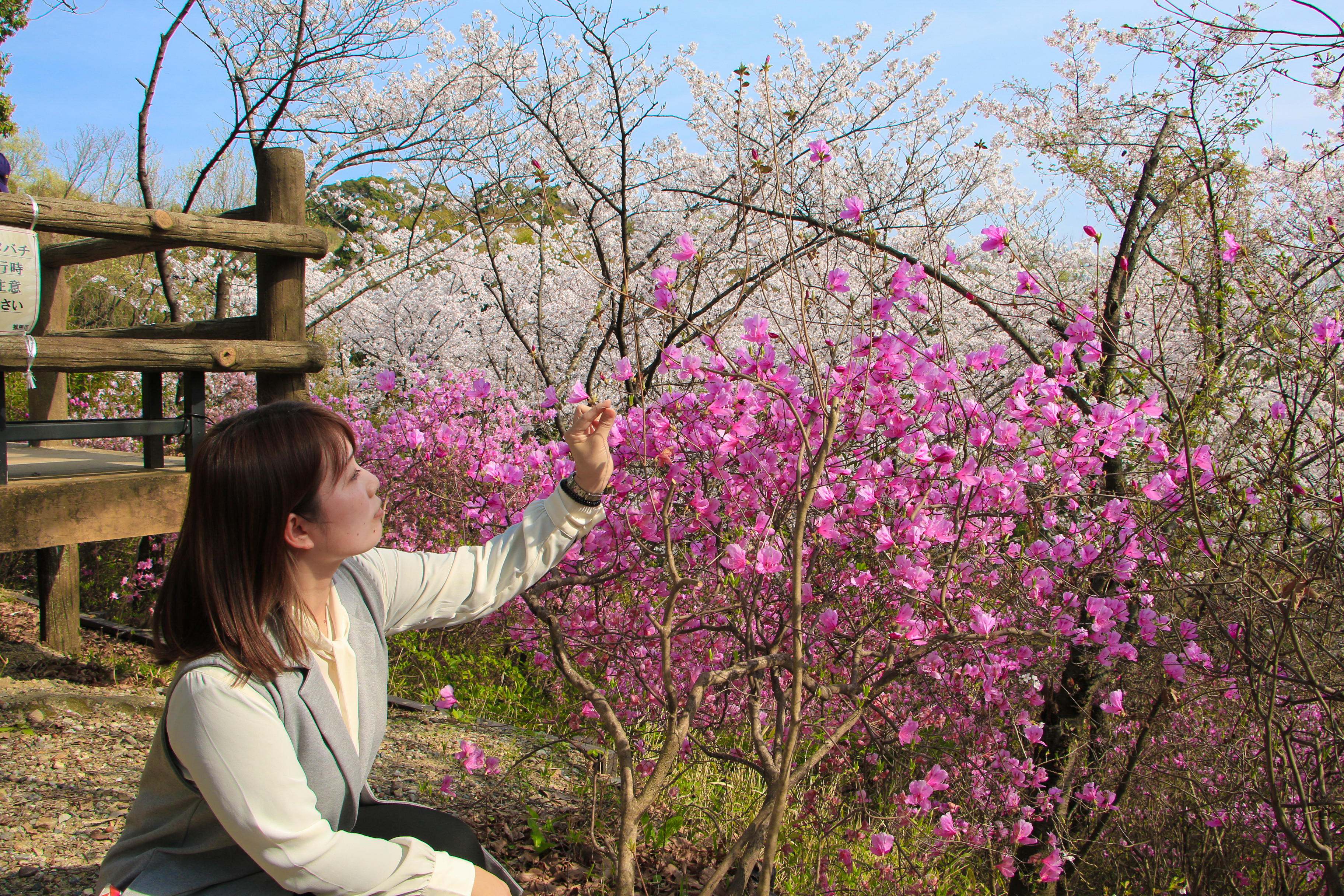 桜とツツジ