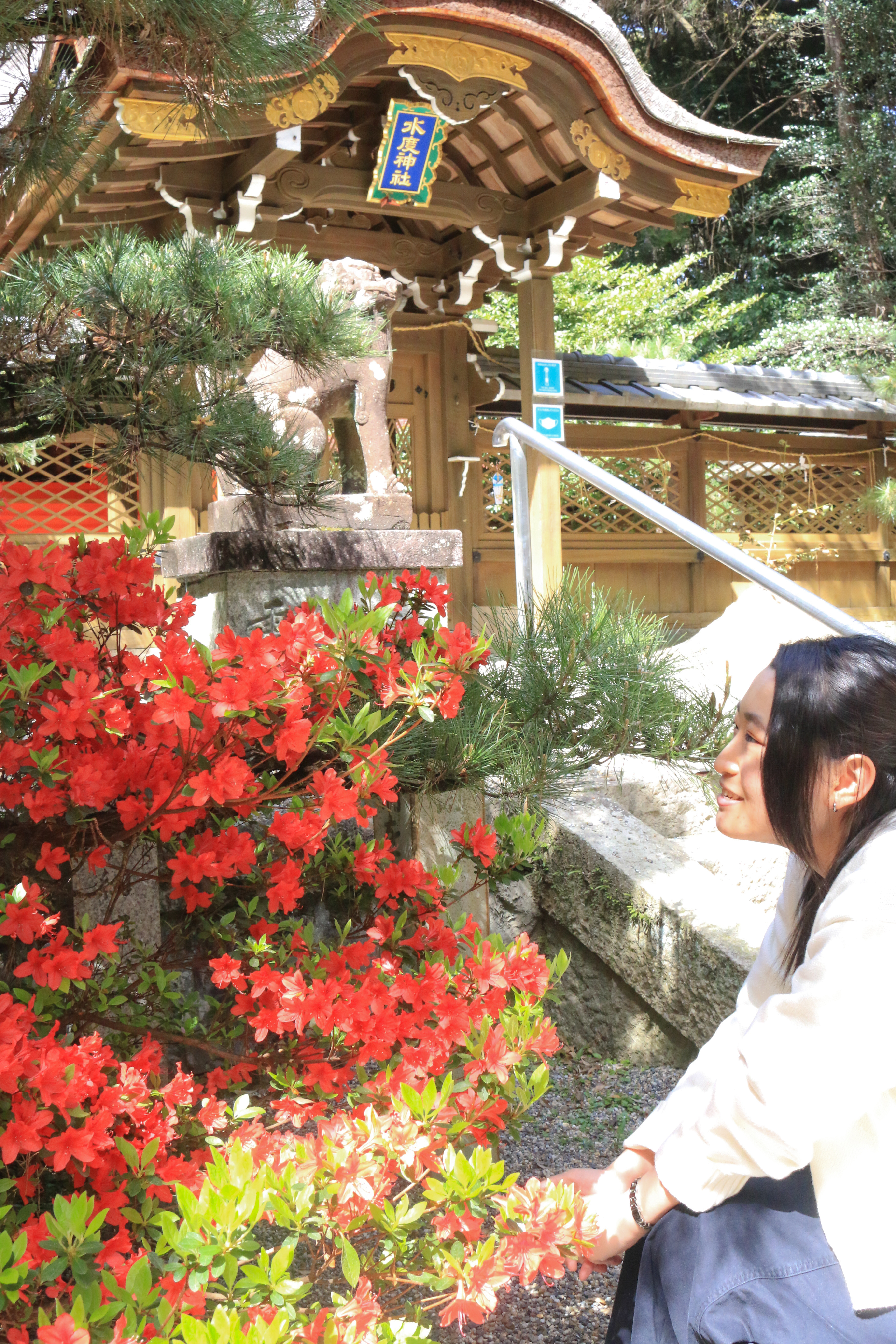 水度神社前のキリシマツツジ