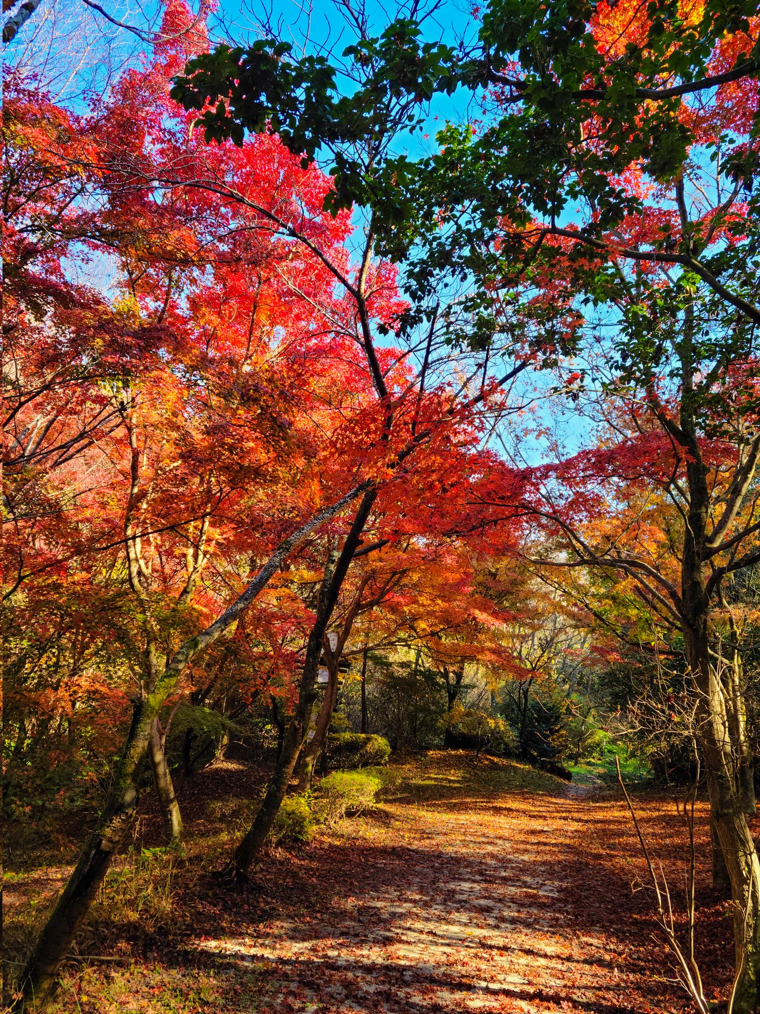 花しょうぶ池近くの紅葉