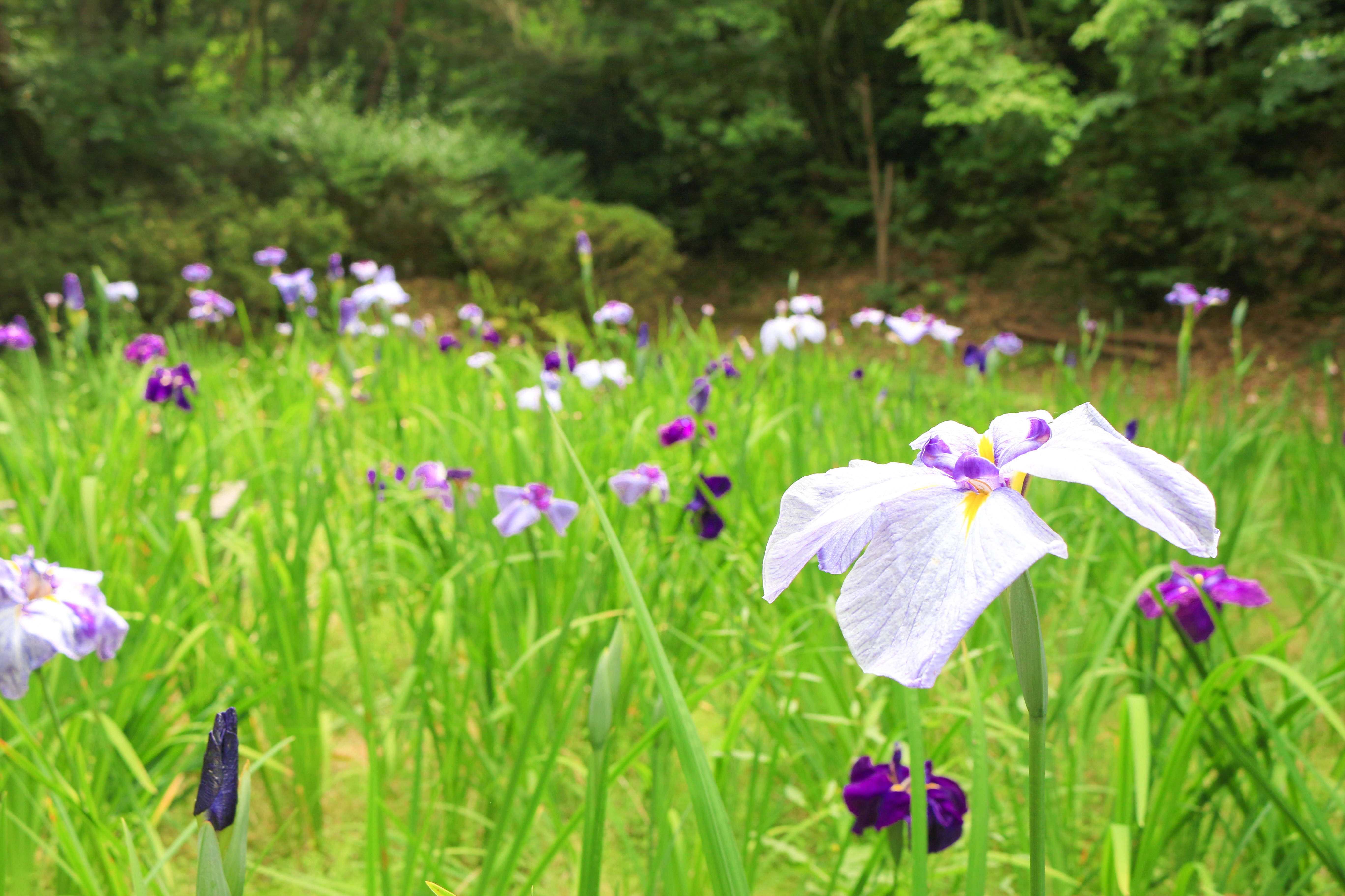 花しょうぶ