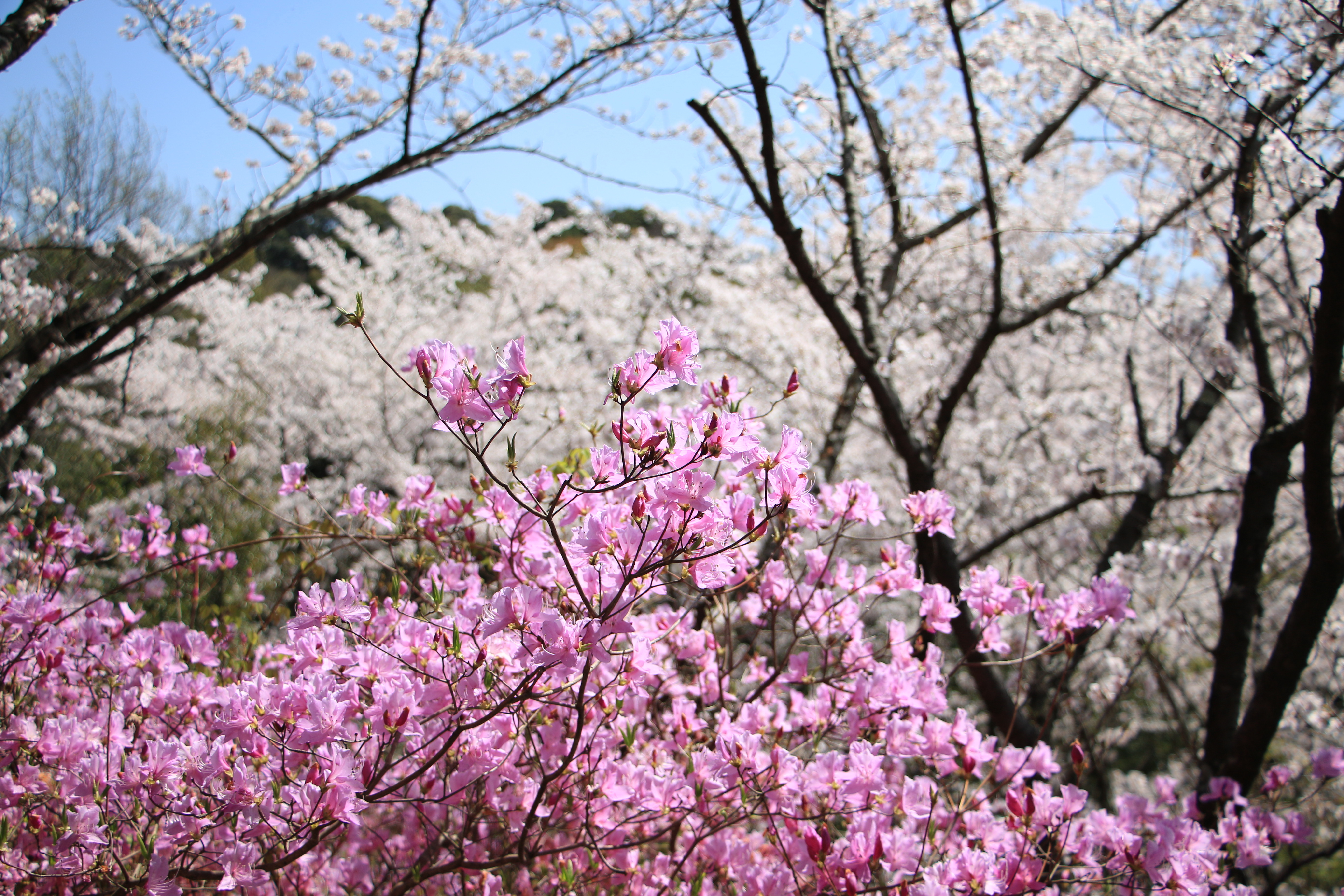 桜とツツジの競演