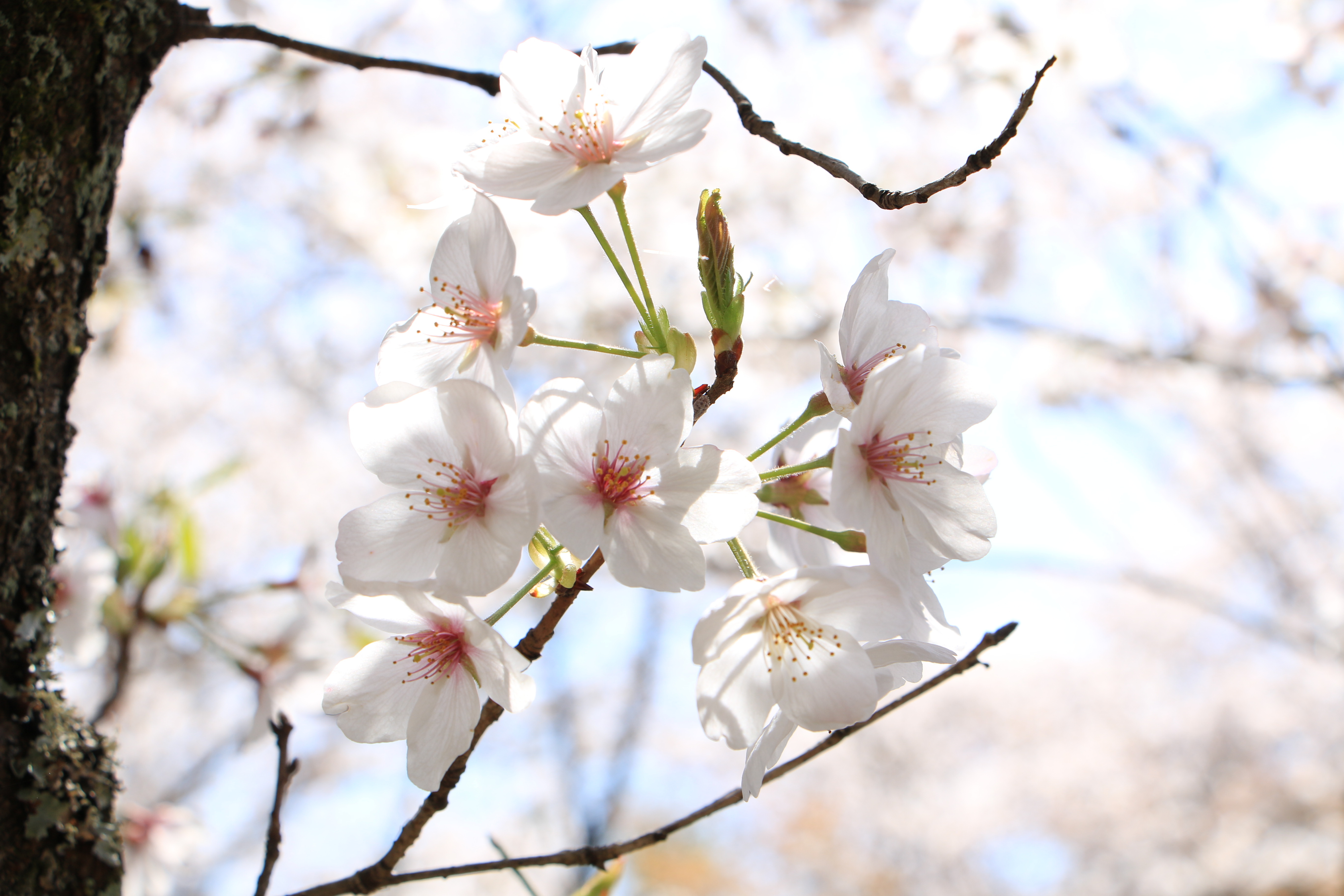 桜のアップ