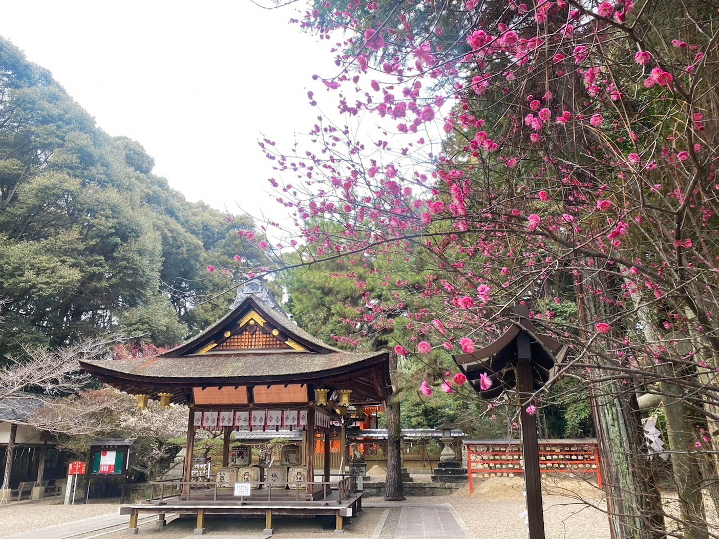 水度神社前の紅梅