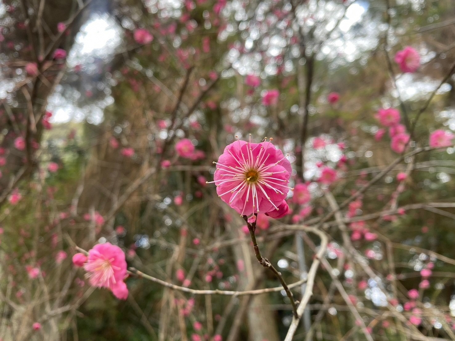 やすらぎの広場前のしだれ梅（アップ）