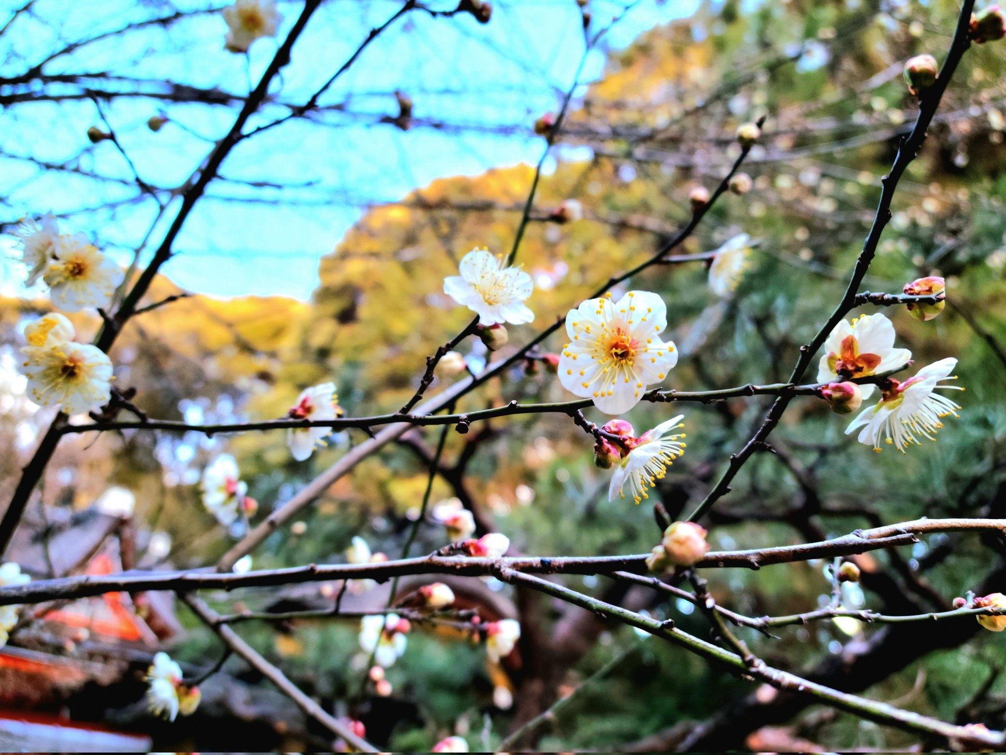 水度神社前の白梅