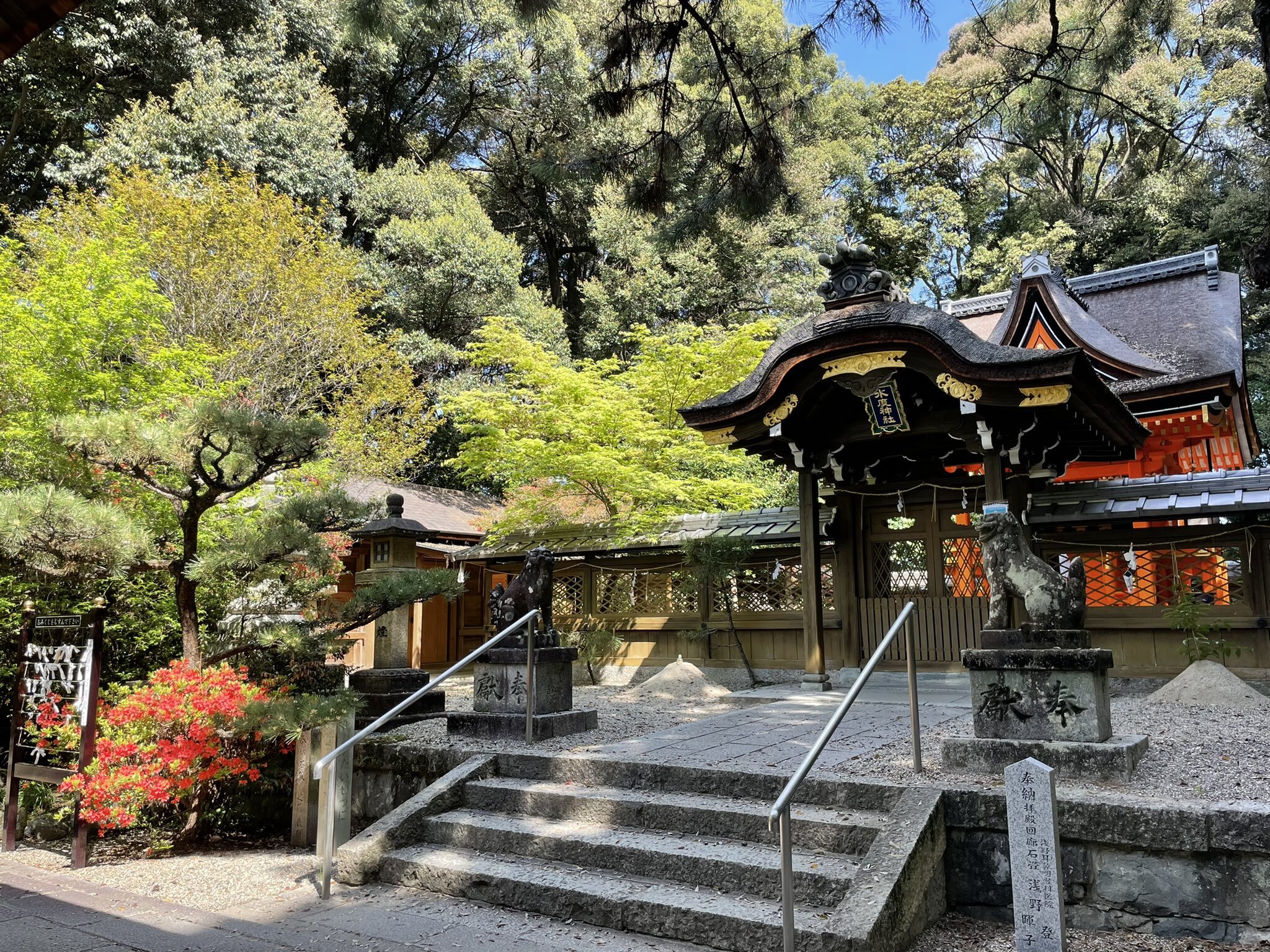 水度神社前のツツジ