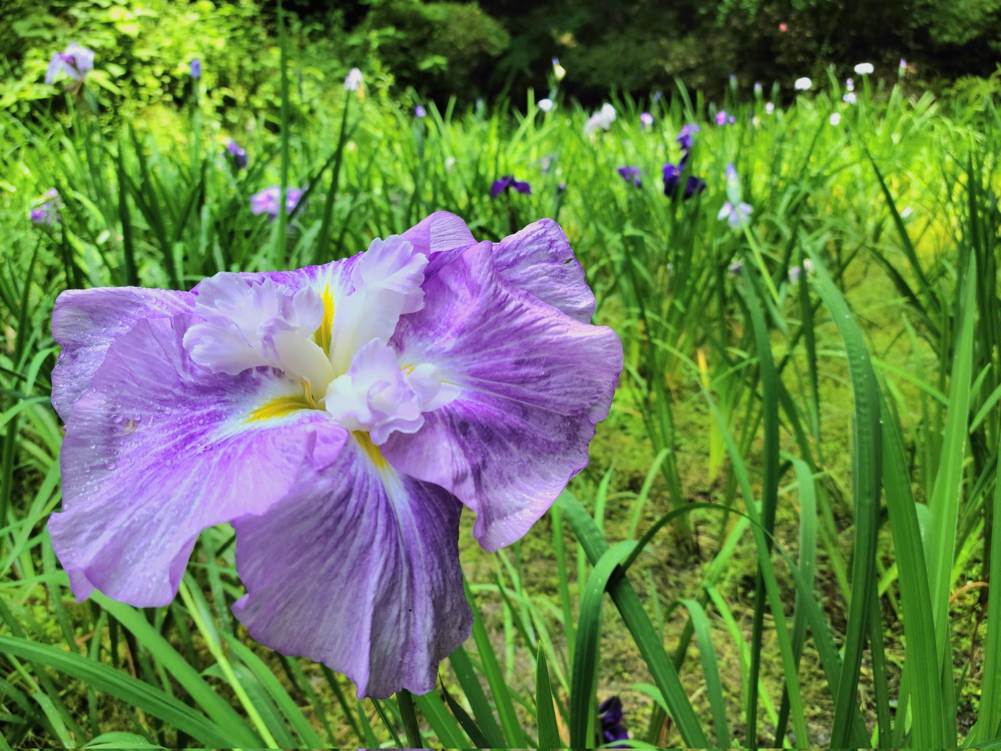 花しょうぶ池の花しょうぶ（アップ）