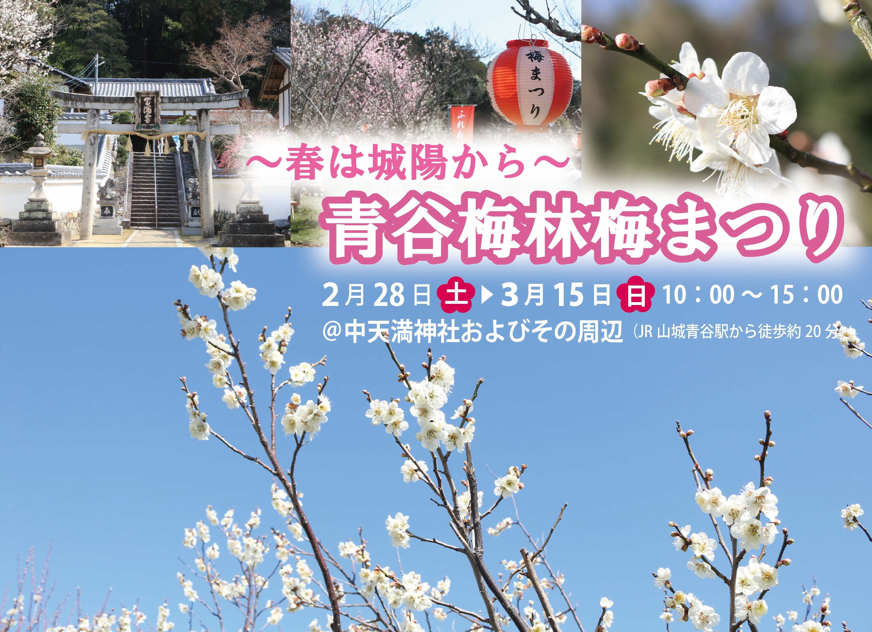 2月28日〜3月15日は「青谷梅林梅まつり」